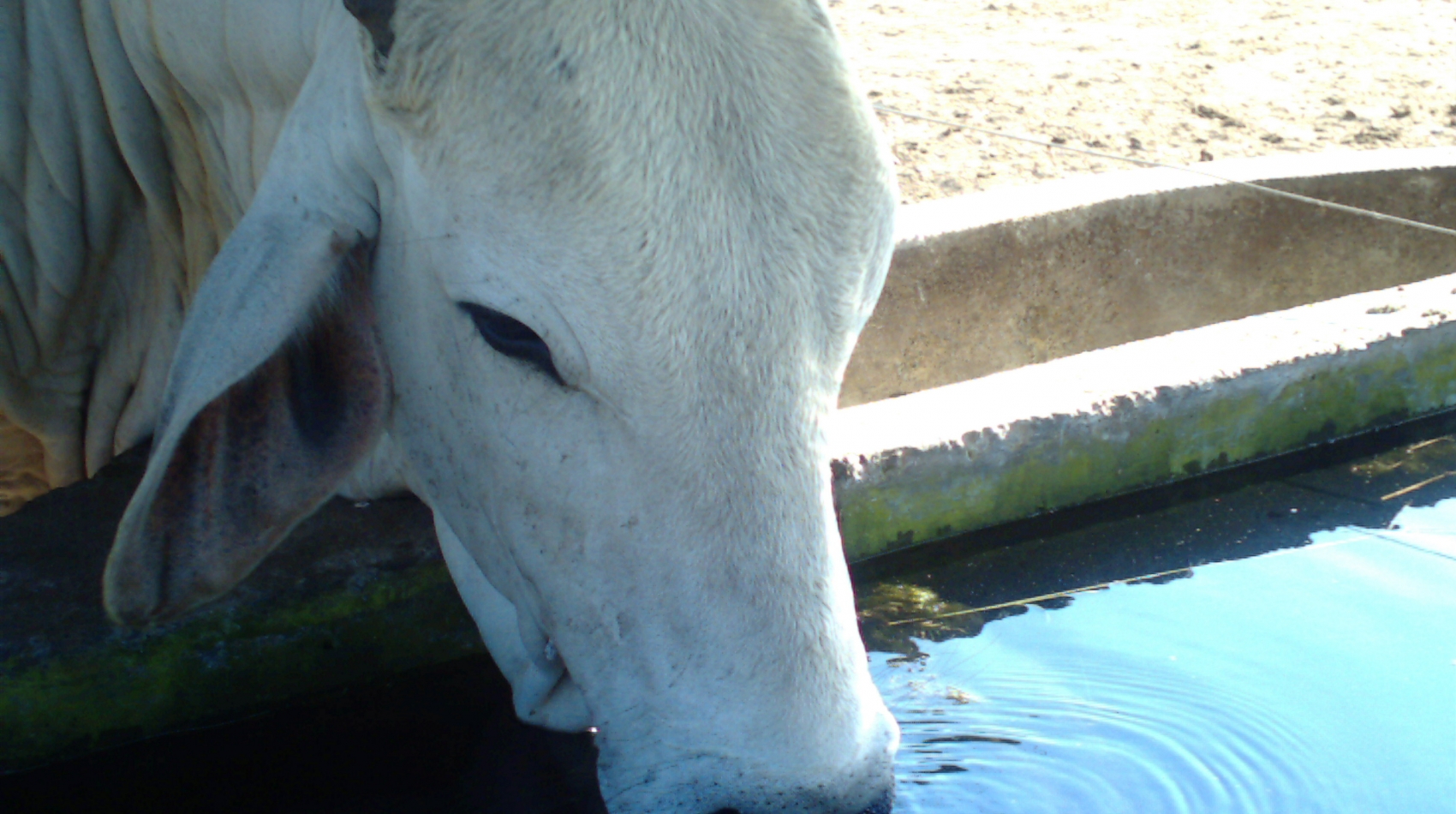 IMAG0248 agua en bovinos