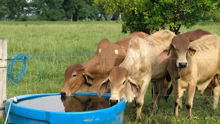 Agua en la nutrición del ganado