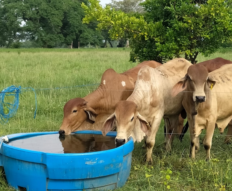 Agua en la nutrición del ganado