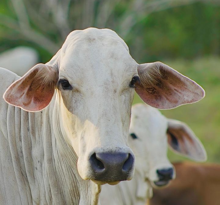 bienestar animal sanidad lluvias manejo nutricional,preparto en las vacas