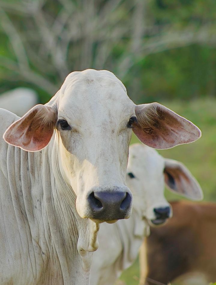 bienestar animal sanidad lluvias bienestar del ganado