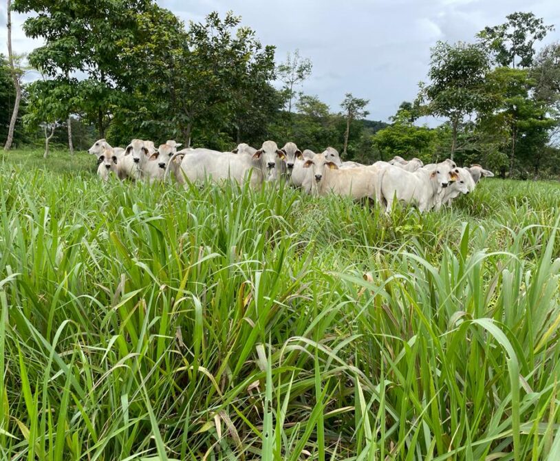 Conservación de forrajes alternativo para garantizar la nutrición animal del sector pecuario en épocas de sequías
